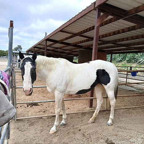 Harlow, a Paint mare, at Ivey Ranch Park Association in Oceanside, California, 2026