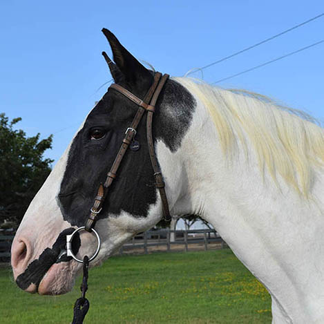 Portrait of Harlow, a Paint mare, at Ivey Ranch Park Association in Oceanside, California