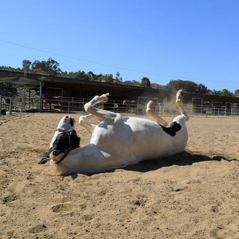 Harlow, a Paint mare, at Ivey Ranch Park Association in Oceanside, California