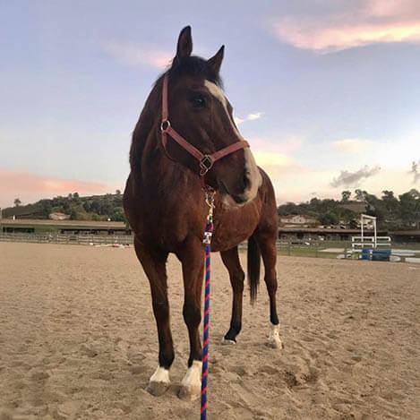 Island, a bay Thoroughbred gelding, celebrating his 22nd birthday at Ivey Ranch Park Association in Oceanside, California