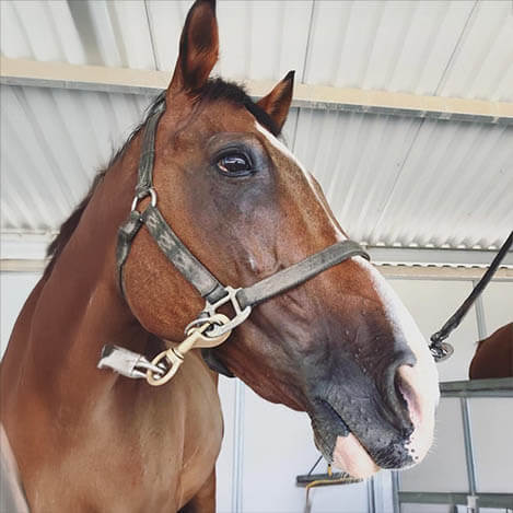 Portrait of Island, a bay Thoroughbred gelding and Ivey Ranch Ambassador horse, at Ivey Ranch Park Association in Oceanside, California