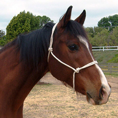 Island, a bay Thoroughbred gelding and Ivey Ranch Ambassador horse, at Ivey Ranch Park Association in Oceanside, California