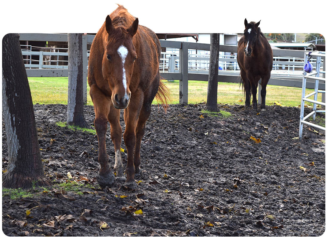 Two therapy horses in the paddock at Ivey Ranch Park Association in Oceanside, California — a chestnut horse in the foreground and a dark bay horse behind