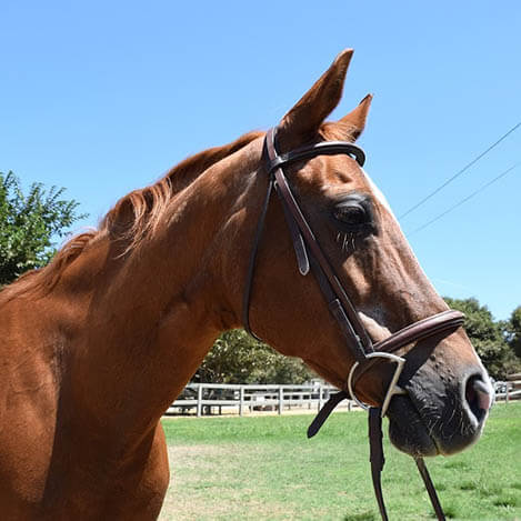 Jaacy, an Appendix Quarter Horse mare, at Ivey Ranch Park Association in Oceanside, California, 2024