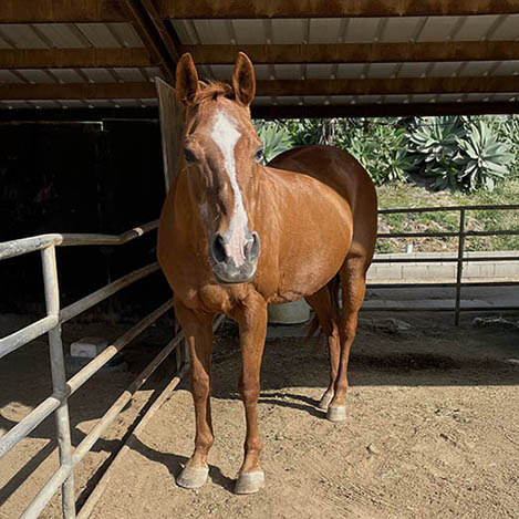 Jaacy, an Appendix Quarter Horse mare, at Ivey Ranch Park Association in Oceanside, California, 2026