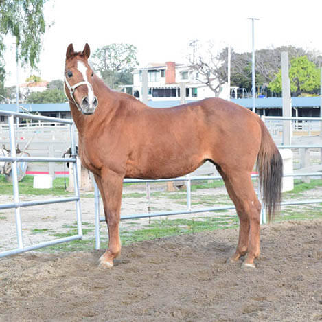 Jaacy, an Appendix Quarter Horse mare, at Ivey Ranch Park Association in Oceanside, California