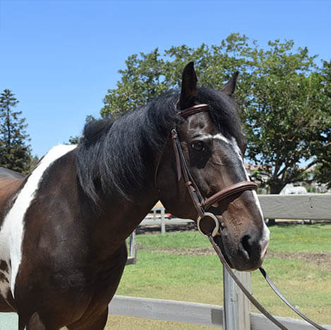 Klaus, a Paint Quarter Horse gelding, at Ivey Ranch Park Association in Oceanside, California, 2023