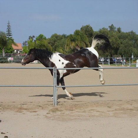 Klaus, a Paint Quarter Horse gelding, playing in the arena at Ivey Ranch Park Association in Oceanside, California