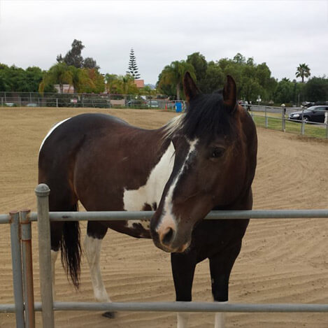Klaus, a Paint Quarter Horse gelding, at Ivey Ranch Park Association in Oceanside, California