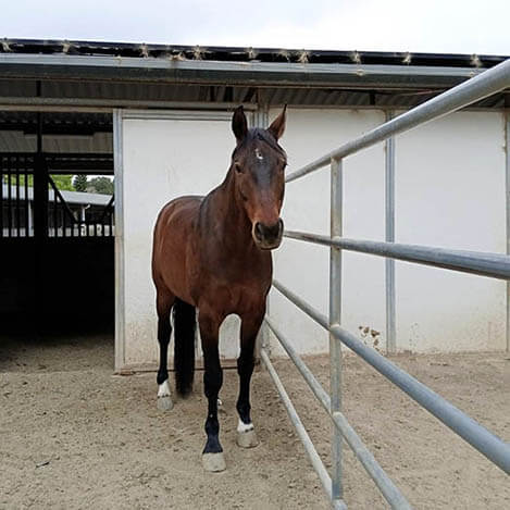 Lenny, a bay Warmblood gelding, at Ivey Ranch Park Association in Oceanside, California, 2026