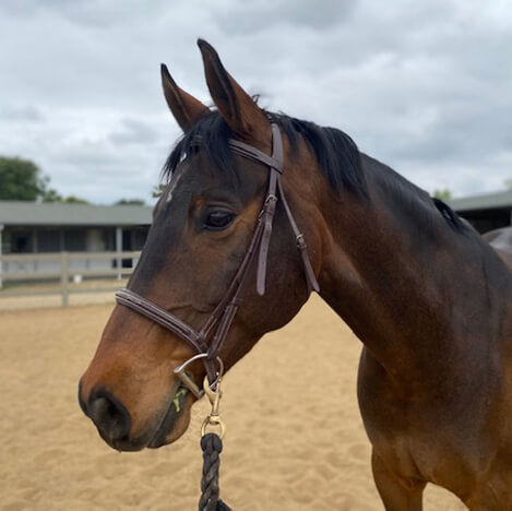 Lenny, a bay Warmblood gelding, at Ivey Ranch Park Association in Oceanside, California
