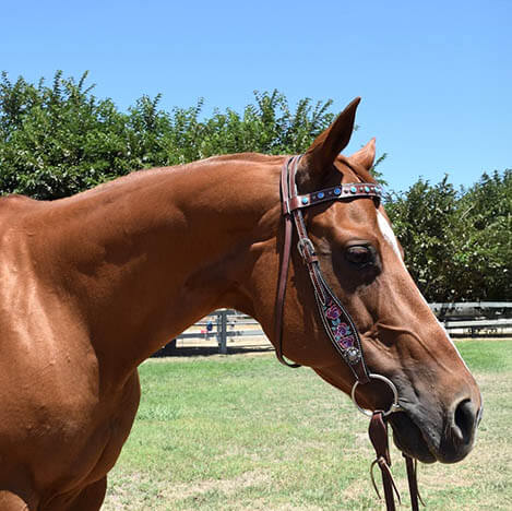 Portrait of Little Bit, a bay Quarter Horse mare, at Ivey Ranch Park Association in Oceanside, California