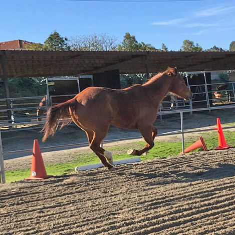 Little Bit, a bay Quarter Horse mare, at Ivey Ranch Park Association in Oceanside, California, 2024