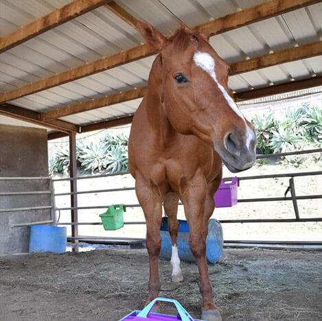 Little Bit, a bay Quarter Horse mare, at Ivey Ranch Park Association in Oceanside, California
