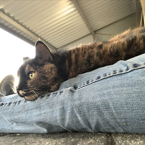Mama, a barn cat, at Ivey Ranch Park Association in Oceanside, California, 2023