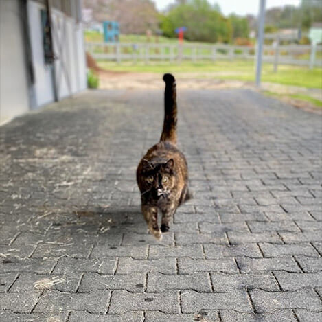 Portrait of Mama, a barn cat, at Ivey Ranch Park Association in Oceanside, California