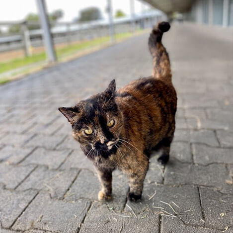 Mama, a barn cat, at Ivey Ranch Park Association in Oceanside, California