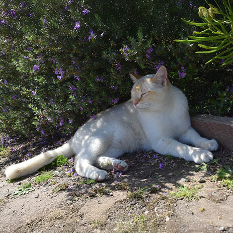 Miso, a barn cat, at Ivey Ranch Park Association in Oceanside, California, 2023