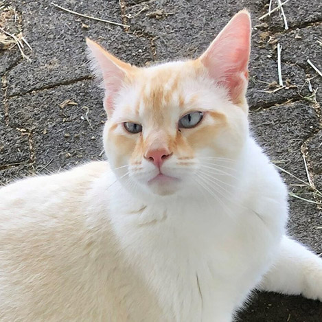 Portrait of Miso, a barn cat, at Ivey Ranch Park Association in Oceanside, California