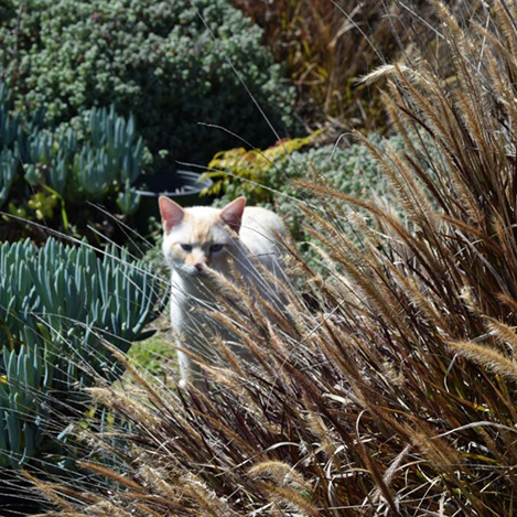 Miso, a barn cat, at Ivey Ranch Park Association in Oceanside, California