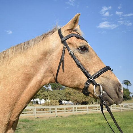 Remax, an Appaloosa gelding, at Ivey Ranch Park Association in Oceanside, California, 2024