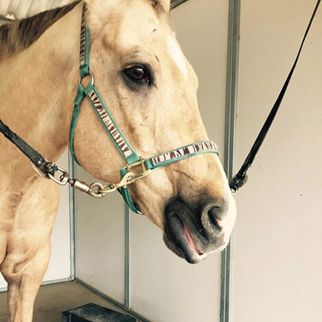 Portrait of Remax, an Appaloosa gelding, at Ivey Ranch Park Association in Oceanside, California
