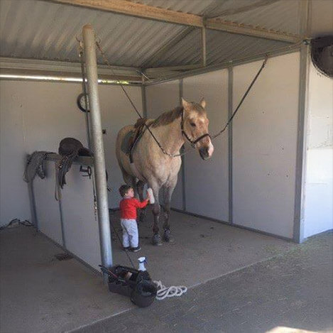 Remax, an Appaloosa gelding, at Ivey Ranch Park Association in Oceanside, California