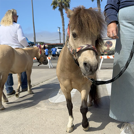 Portrait of Romeo, a miniature horse gelding, at Ivey Ranch Park Association in Oceanside, California