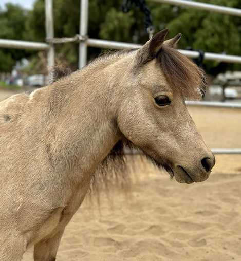 Romeo, a miniature horse gelding, at Ivey Ranch Park Association in Oceanside, California, 2024