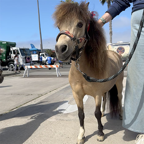 Romeo, a miniature horse gelding, at Ivey Ranch Park Association in Oceanside, California