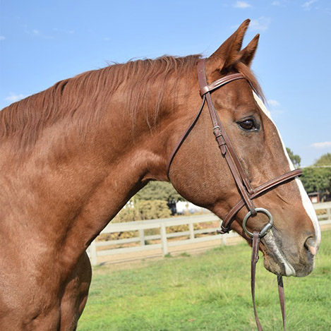 Roy, a bay Holsteiner gelding, at Ivey Ranch Park Association in Oceanside, California, 2024