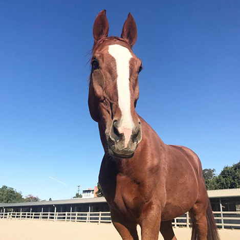 Roy, a bay Holsteiner gelding, at Ivey Ranch Park Association in Oceanside, California