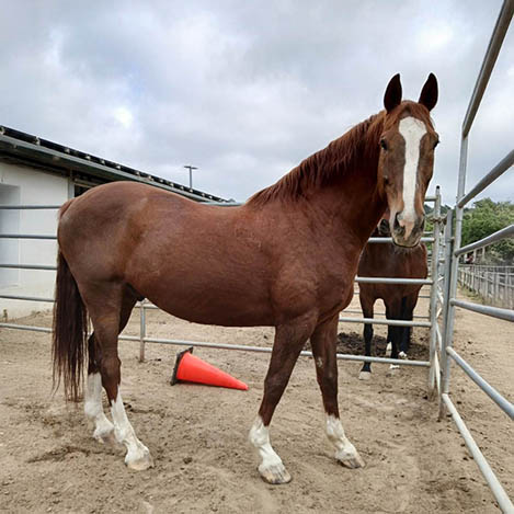 Roy, a bay Holsteiner gelding, at Ivey Ranch Park Association in Oceanside, California, 2026