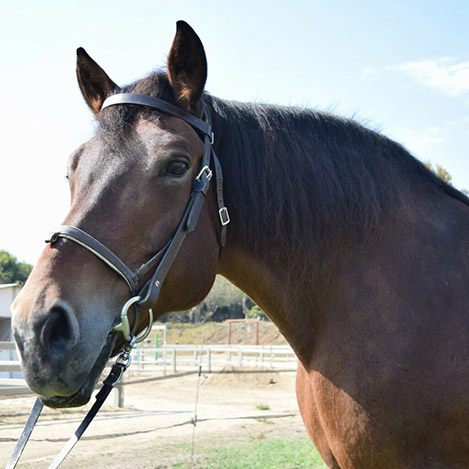 Sasha, a Belgian/Thoroughbred draft cross mare, at Ivey Ranch Park Association in Oceanside, California, 2024
