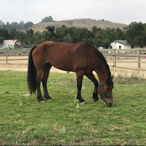 Portrait of Sasha, a Belgian/Thoroughbred draft cross mare, at Ivey Ranch Park Association in Oceanside, California