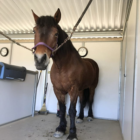 Sasha, a Belgian/Thoroughbred draft cross mare, at Ivey Ranch Park Association in Oceanside, California