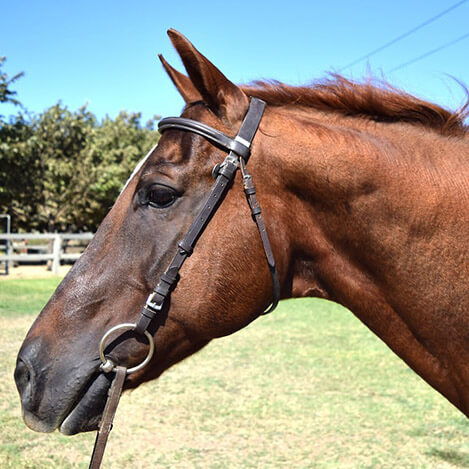 Smartee, a bay Quarter Horse gelding, at Ivey Ranch Park Association in Oceanside, California, 2024