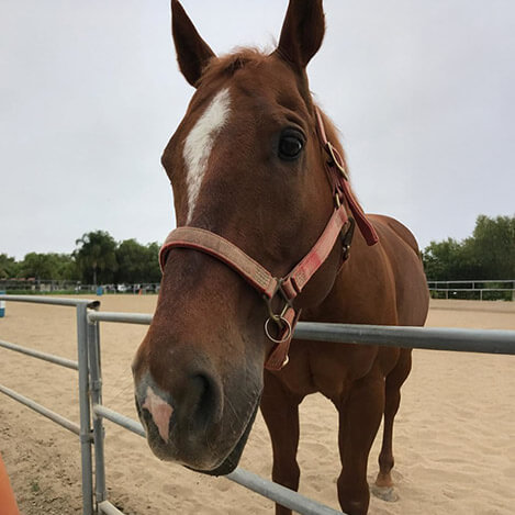Smartee, a bay Quarter Horse gelding, at Ivey Ranch Park Association in Oceanside, California