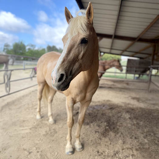 Sugar, a bay Quarter Horse mare, at Ivey Ranch Park Association in Oceanside, California, 2026