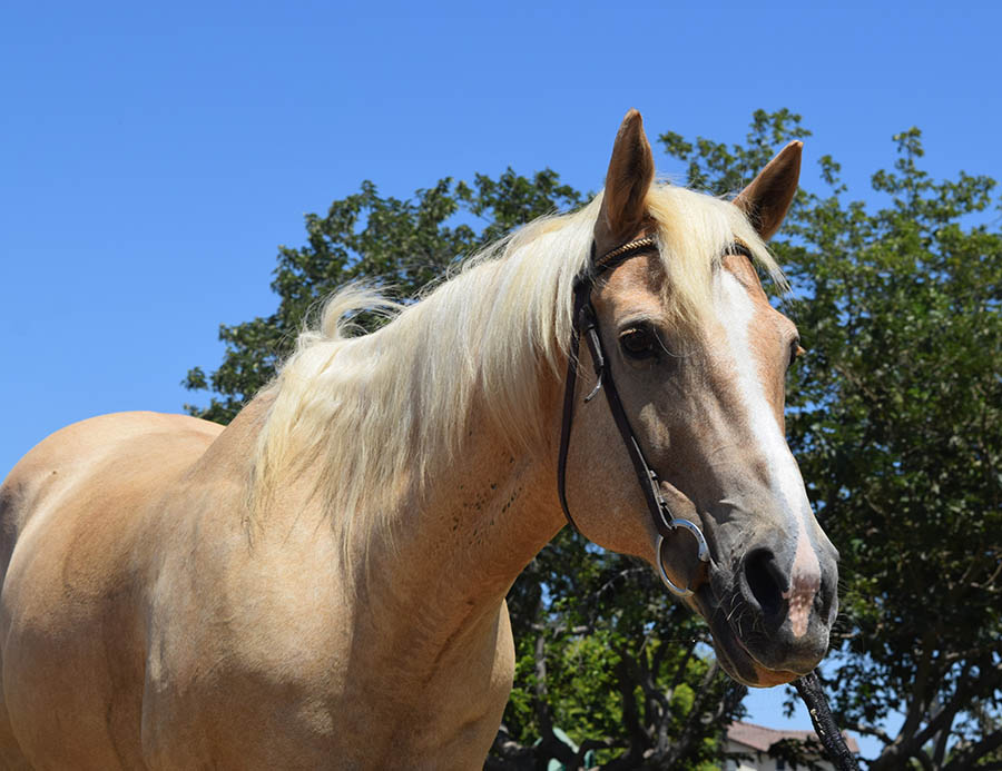 Sugar, a bay Quarter Horse mare, at Ivey Ranch Park Association in Oceanside, California