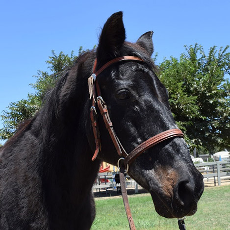 Teddy, anArabian gelding and Ivey Ranch Ambassador horse, at Ivey Ranch Park Association in Oceanside, California, 2024