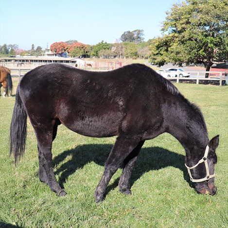 Teddy, anArabian gelding and Ivey Ranch Ambassador horse, at Ivey Ranch Park Association in Oceanside, California