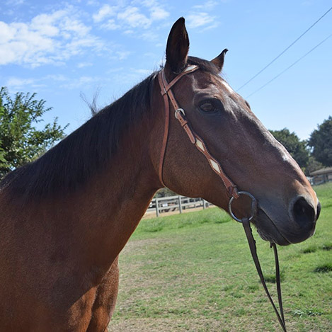 Tia, an Azteca mare, at Ivey Ranch Park Association in Oceanside, California, 2024
