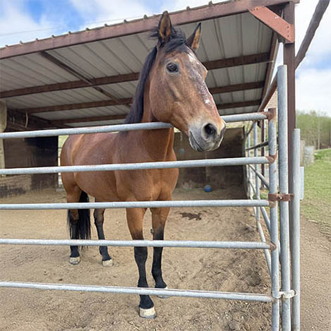 Tia, an Azteca mare, at Ivey Ranch Park Association in Oceanside, California, 2026