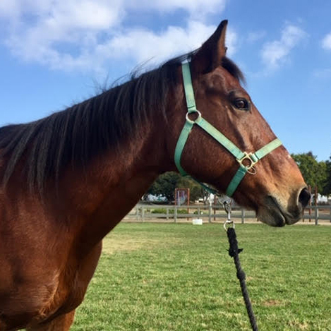 Tia, an Azteca mare, at Ivey Ranch Park Association in Oceanside, California