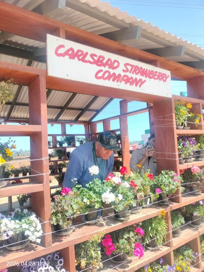 Ivey Ranch Adult Day Program participant browsing flowers at Carlsbad Strawberry Company during a community outing