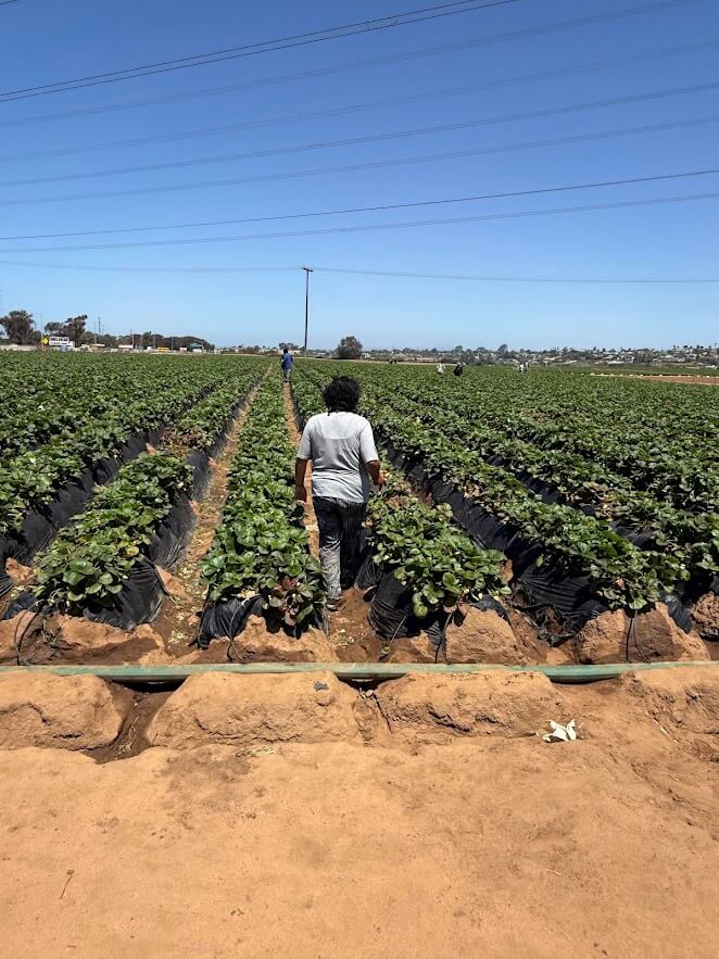 Ivey Ranch Adult Day Program participant walking through strawberry fields in Carlsbad during a community outing