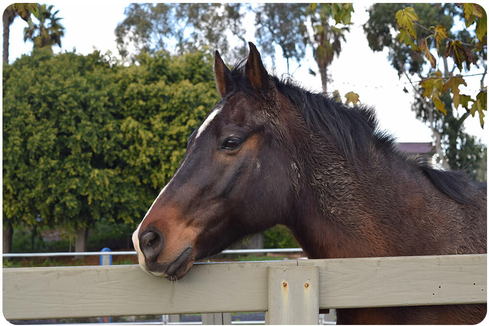 A horse with a white blaze rests its head over a wooden fence at Ivey Ranch in Oceanside, CA.