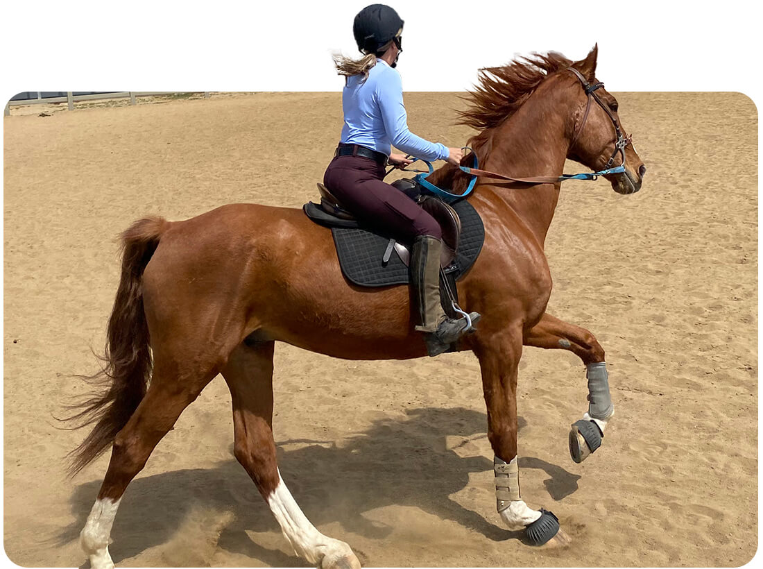 A rider in English attire trots a chestnut horse through the arena at Ivey Ranch in Oceanside, CA.