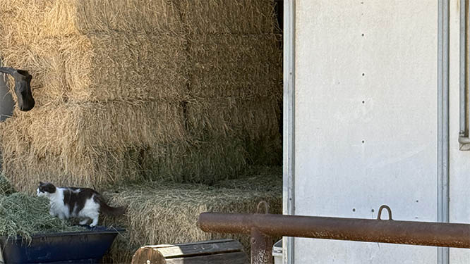 The hay barn at Ivey Ranch Park Association in Oceanside, CA, funded in part by the Alvin Rhynard Trust and County Supervisor Bill Horn